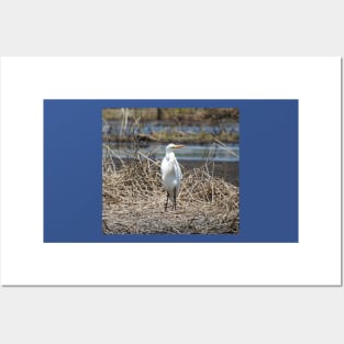 Great egret, wild birds, wildlife gifts Posters and Art